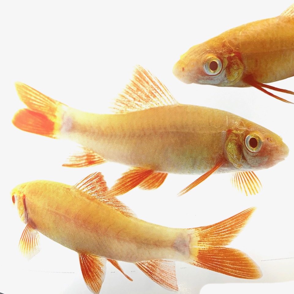 Labeo frenatus    Albino labeo M